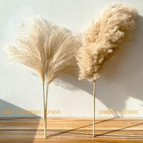 Real Pampas Grass Decor Natural Dried Flowers Plants Wedding Flowers Dry Flower Bouquet Fluffy Lovely For Holiday Home Decor