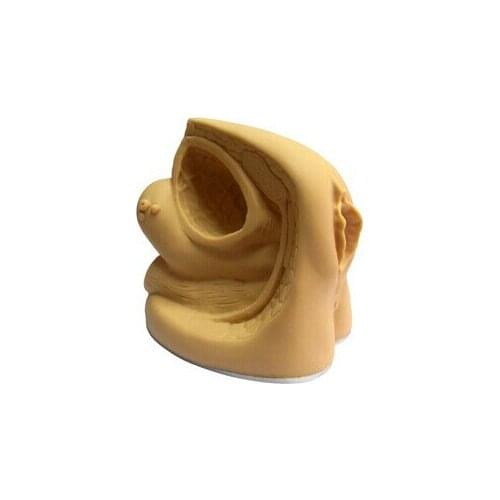 BIX-H6D Female Urethral Catheterization Anatomical Sexual Organs Model MQ080