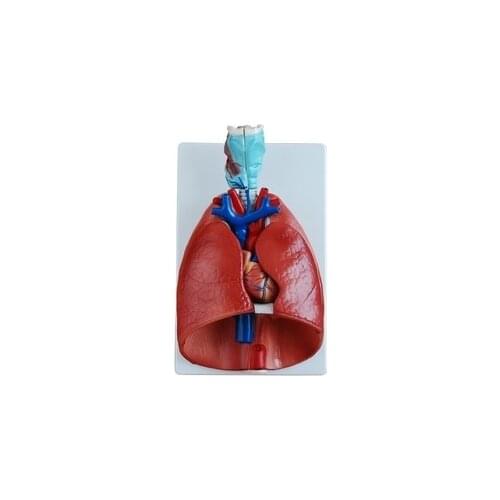 Throat Cardiopulmonary Anatomical Model Of Human Respiratory System Anatomic Model Of Medical Teaching Model