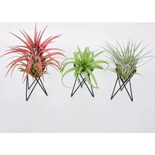 Air Plant Holder Metal Flower Pot Stand Geometric Iron Tillandsia Display Art