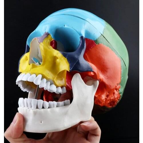 1:1 Scale Colorful Human Adult Head Model with Brain Stem Anatomy Medical Teaching Tool Supply K92C