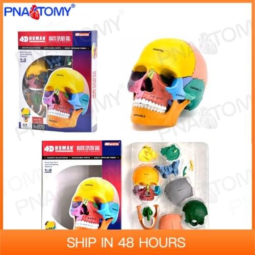 Human Exploded Colored Skull Model 17 Parts Anatomy Detachable DIY Toy Educational Equipment With Manual 4D MASTER