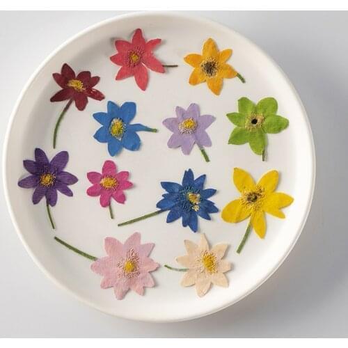 250pcs Pressed Dried Lucky Bird Flower Herbarium Epoxy Resin Face Make UP Nail Art Jewelry Bookmark Phone Case Card DIY