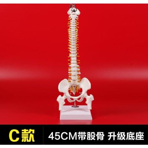 C type hanging Human spine skeleton model vertebrae skelton model orthopedic practice teaching education model