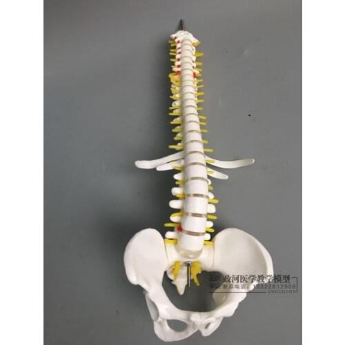 45cm small human spine model spine vertebrae model hip pelvis