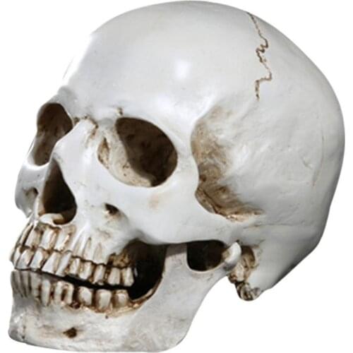 Mini resin skull bones Head model Medical skeleton model Art Home Accessory model Human Head Replica Skull Mould