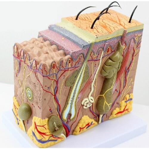 50:1 Human Anatomical Skin Subcutaneous Tissue Dissection Medical Teach Model School Hospital