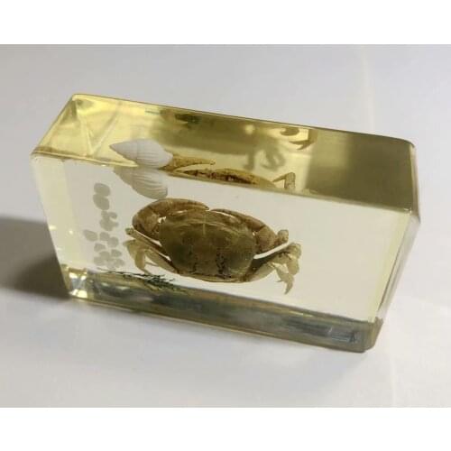 Fine insect clear white shell grass crab Insect Taxidermy Embedding Charming paperweight