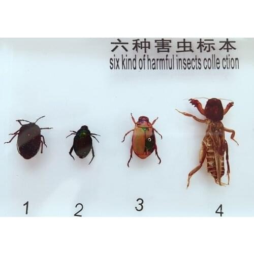 Six Kinds of Pest Embedded Specimen Harmful Insect Shape Specimen Model Biological Entomology Teaching Aids Resin Handicraft