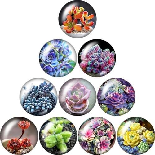 Beauty succulent plant Flowers 10pcs mixed 12mm/16mm/18mm/25mm Round photo glass cabochon demo flat back Making findings ZB1092
