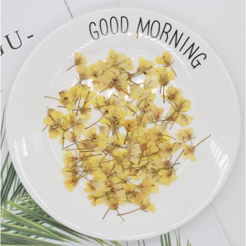 Rape Blossoms Pressed Dried Flowers Natural Dried Flower for Resin Jewelry Making Soap and Candle Making 60pcs/bag