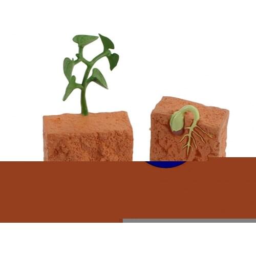 4Pcs Plants Grown Toy Simulation Educational PVC Plant Growth Cycle Model for Home Kids Educational Toys for Children Gifts