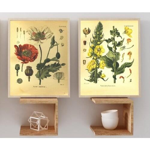 Vintage Botany Prints Poppy & Velvet Plant Poster Wall Art Canvas Painting 1887 Medicinal Plants Encyclopedia Posters Home Decor
