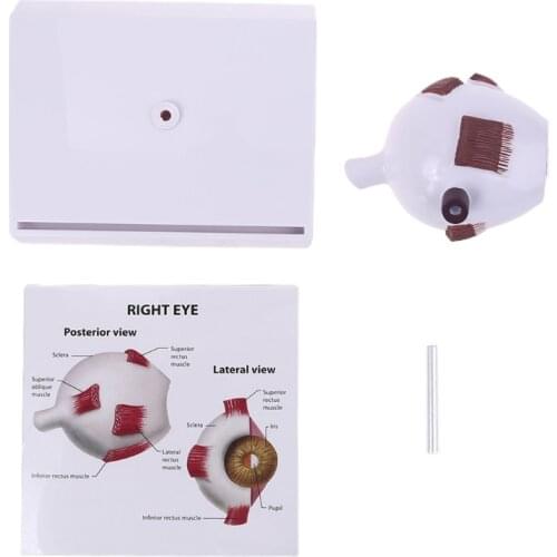 Human Right Eye Eyeball Model Cross Section Anatomical Glaucoma Display Teaching 24BB