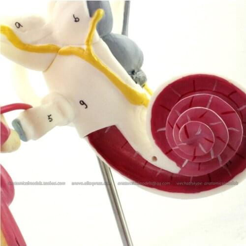 CMAM/12518 Inner Ear, Auditory Ossicle and Tympanic Membrane, 4X life size,Human E.N.T. Medical Teaching Anatomical Model