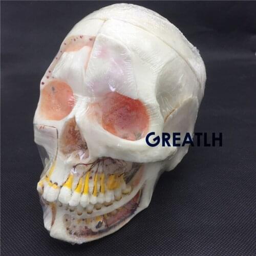 Dental Model Detachable Pro Skull Model with Red Eyes Nature Large head model #5004 01