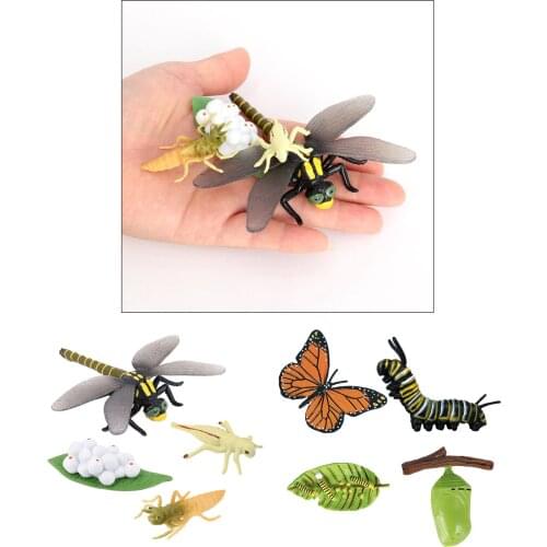 Plastic Animals Life Cycle Growth Cycle Biological Figures Toy for Kids
