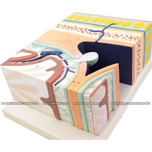 13014/CMAM Cranial Layers , Human Anatomical Model for study