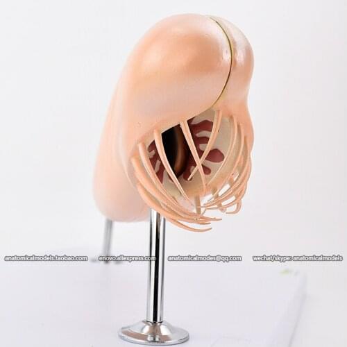 13018/CMAM Amphioxus, Anatomical models for study