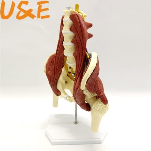 1:1 lumbar vertebrae with vital muscles Pelvic muscle model Vertebrae, pelvis, spine, skeleton protrusion of intervertebral