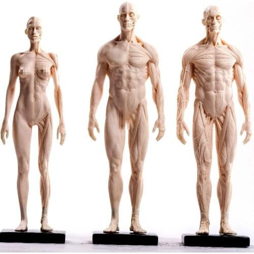 Home Decoration Painting Copy Human Sculpture Human Body Structure Reference Model Art Musculoskeletal Model Art