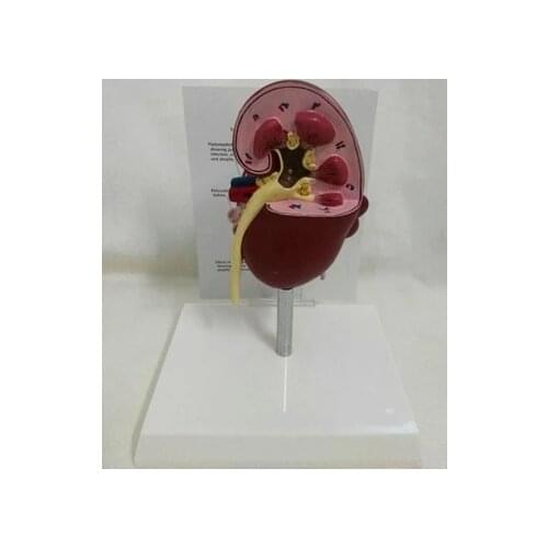 Anatomical model of pathological and healthy kidney in dogs Veterinary medicine teaching AIDS English instruction manual
