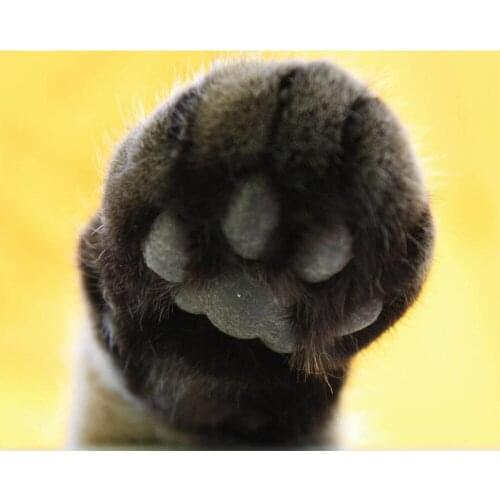 Animal cute pet cat cat paw Diamond Painting Rhinestone 5D DIY Diamond Embroidery,Cross Stitch,diamond Mosaic art