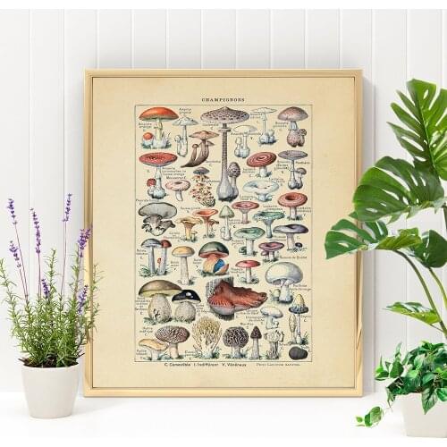 Antique Botanical Prints Vintage Mushroom Poster French Mushrooms Chart Wall Art Canvas Painting Picture Home Wall Decor