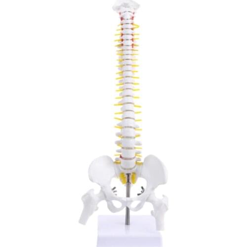 45Cm Flexible 1:1 Adult Lumbar Bend Spine Model Humans Skeleton Model with Spinal Disc Pelvis Model Used for Massage ,Yoga