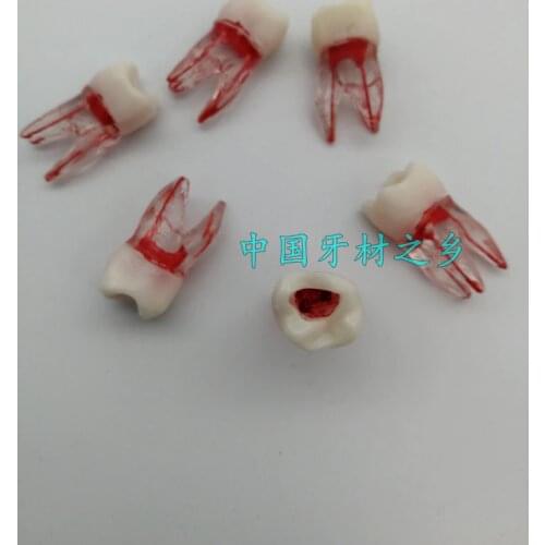 Dental materials Isolated tooth Three root canal Red root canal with Medullary cavity Dental model 3pcs free shipping
