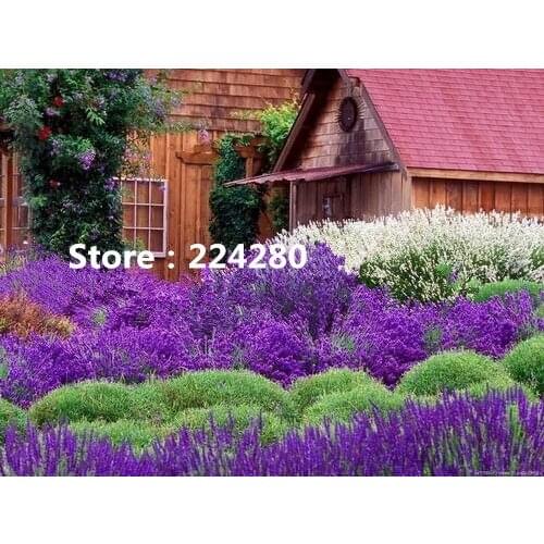 Needlework,Purple Lavender Cottage Scenic embroidery,DIY Unprinted Cross stitch kits,Pattern counted Cross-Stitching decor