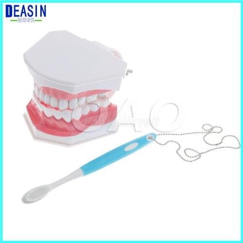 Teeth model teeth removable Oral health care dental model nursery childrens toys brushing teeth dental structure Demo