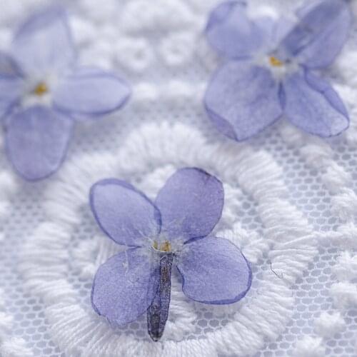 60pcs Pressed Dried Flower Syzygiumaromaticum Herbarium For Epoxy Resin Jewelry Bookmark Phone Case Makeup Nail Art Craft DIY