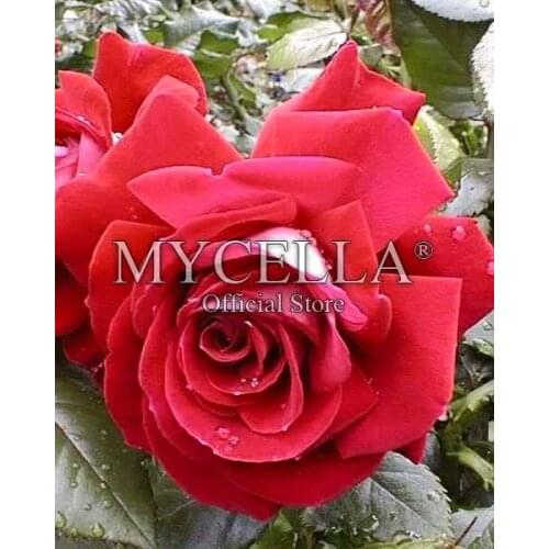 Diamond Embroidery Flowers 5D DIY Diamond Painting Cross Stitch Wall Sticker Full Round Mosaic Red Rose Pictures Home Decor