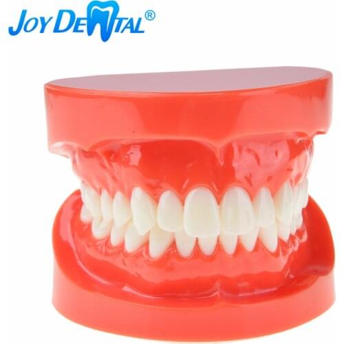 Dental Study Teaching Tooth Adults Standard Teeth Model Typodont Demonstration ZYR-7004 Upper and Lower Jaw