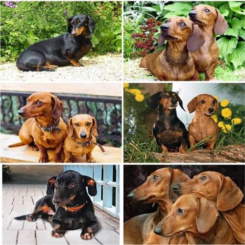 Dog Diamond Painting Animal Border Collie Afghan Hound Diamond Embroidery Full Square/Round Drill Cross Stitch Mosaic Home Decor