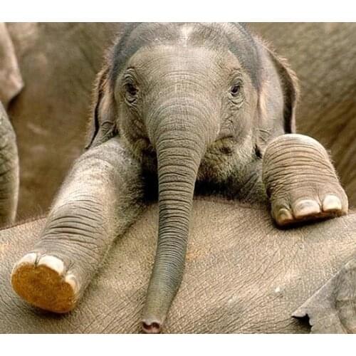 Olifantje Diamond Painting