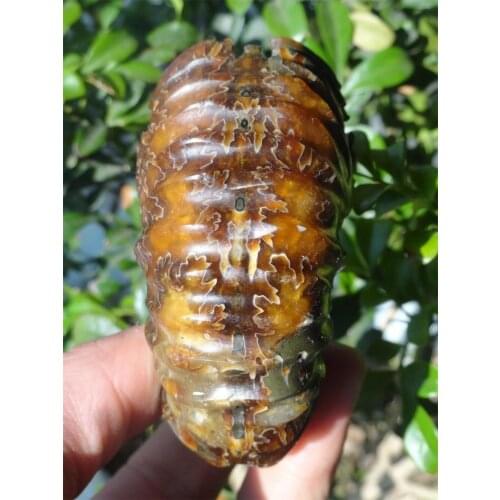 208g POLISHED NATURAL SCHLOENBACHIA AMMONITE FOSSIL SPECIMEN