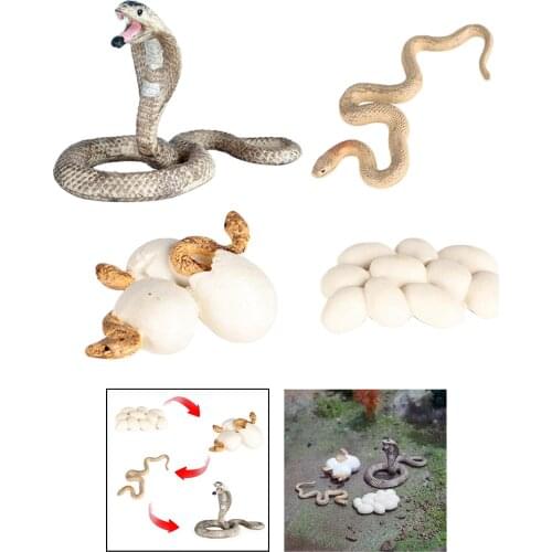 Simulation Growth Life Cycle Figures Playset Kids Toys Theme Party