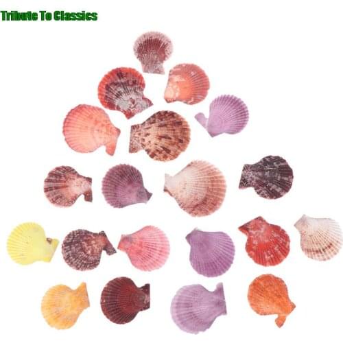 Hot sale 20pcs Colorful Natural Seashells Decorations Scallop Shells Crafts Decor Ornament