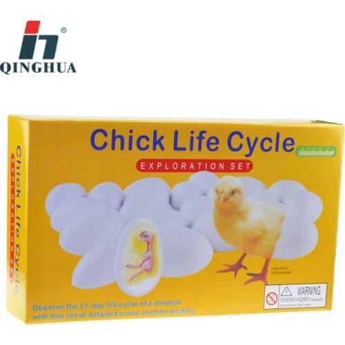 Chick life cycle exploration set educational model