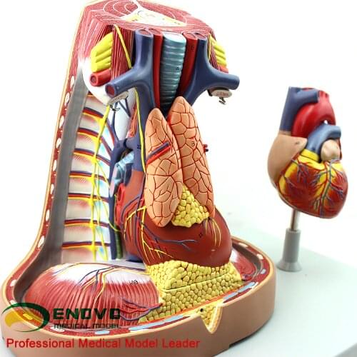 Human mediastinum model Anatomy Pleural respiration System Thymic heart Mediastinum Thoracic Surgery Model