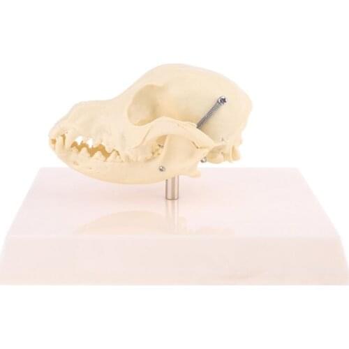 Canine Dog Skull Model Anatomy Skeleton Veterinary Specimen Teaching Display K3KB