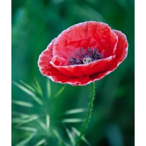 Flowers diamond painting poppy scenery embroidery mosaic stitch diamond dotz rhinestone picture puzzle toys drawing wall decor