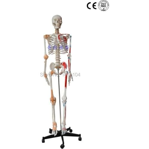 Free shipping&Human body large bone, with ligament, muscle coloring, 170cm medical large skeleton model.for Medical teaching