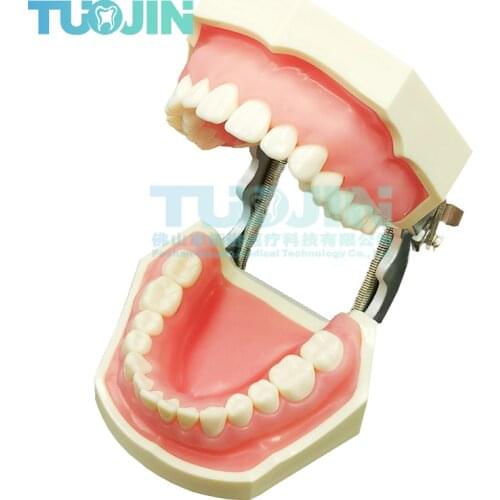 Orthodontics Dental Implants Resin Tooth Modeling Pulp Ceramic Veneer Removable Teeth Dentist Oral Teaching Model