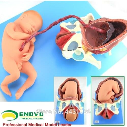 ENOVO Pregnancy fetal female full-term fetal birth and birth placenta maternal and obstetric care model