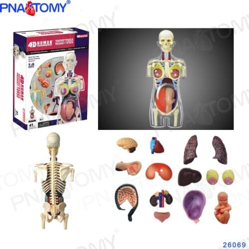 Transparent Human Body Model Detachable DIY Toy Educational Equipment With Manual 4D MASTER Pregnant female 41 PCS