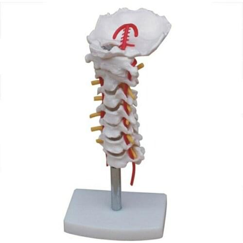 Medical teaching Skeleton Series Cervical Vertebral Column with Neck Artery