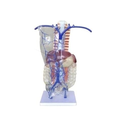 Portal vein and collateral circulation model Schematic model of human pulmonary vascular distribution natural size 40*28*74cm